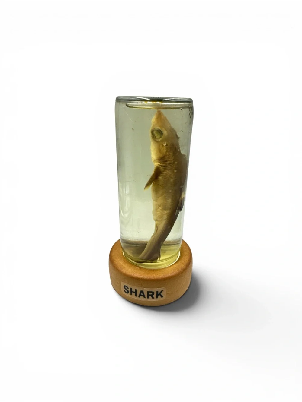 Vintage Y2K Wet Specimen Shark Baby Skark Wet Specimen Taxidermy Oddities Oddity